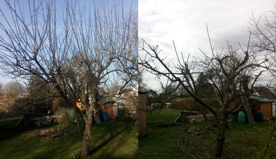 Apfelbaum vor und nach dem Schnitt