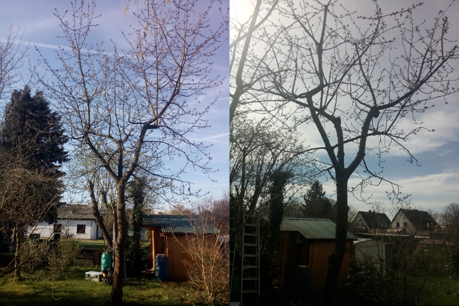 Kirschbaum vor und nach dem Schnitt